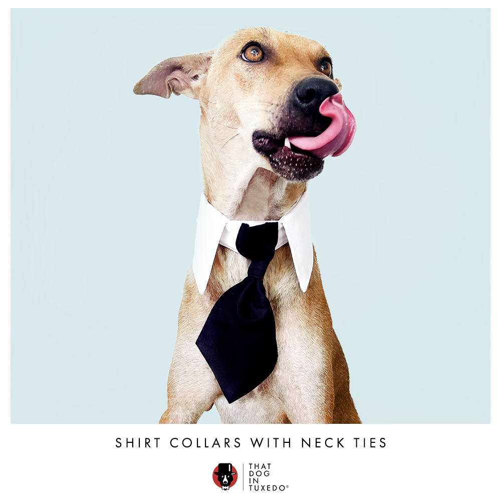 Dog shirt and best sale tie collar